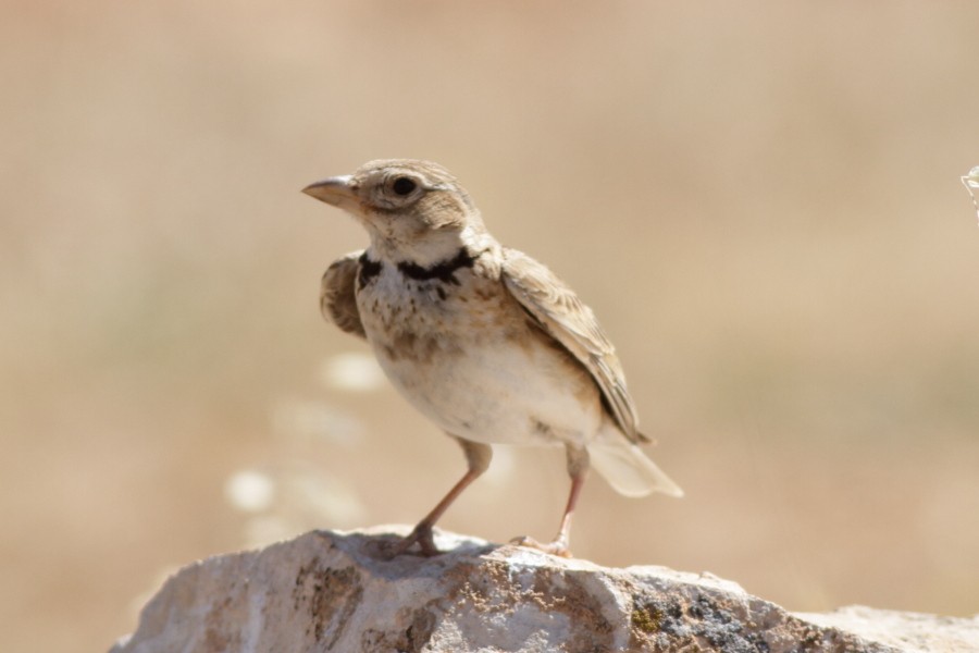 עפרוני ענק - ML539404391