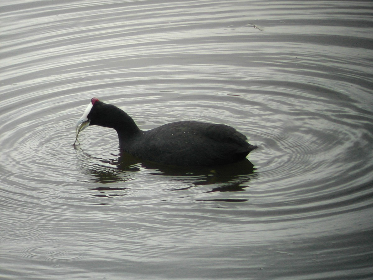 Red-knobbed Coot - ML539405171
