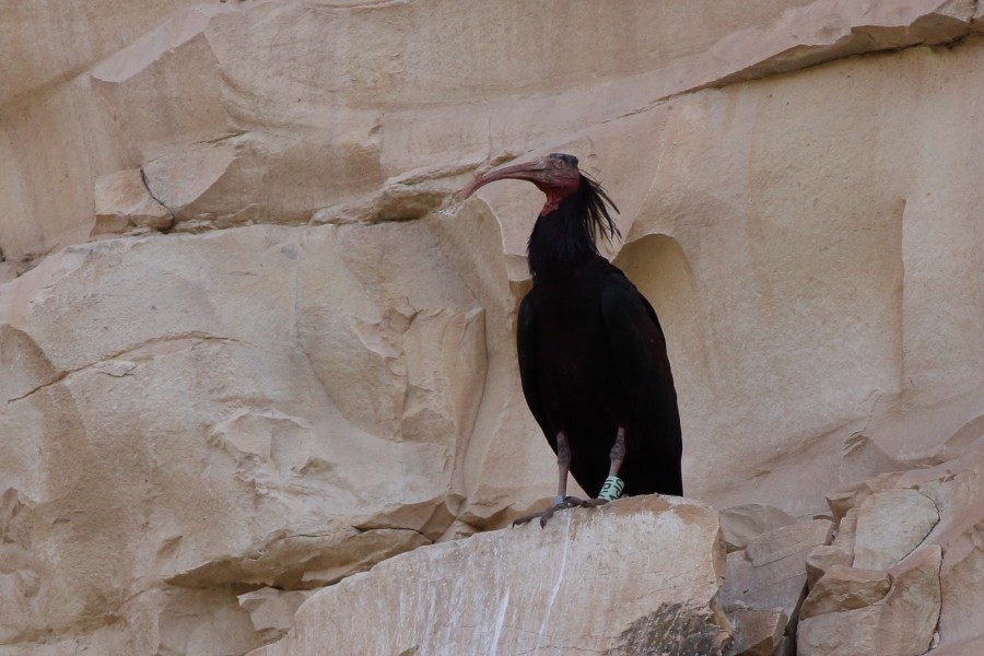 Northern Bald Ibis - SONER SABIRLI
