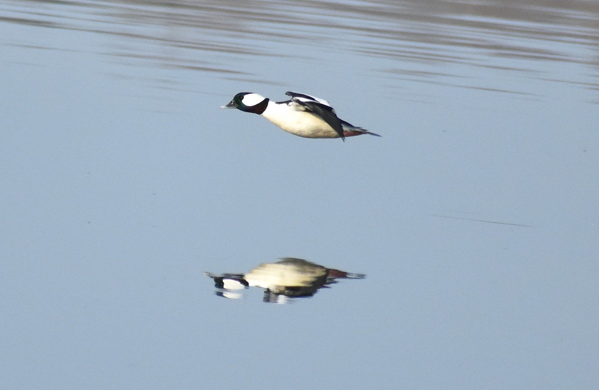 Bufflehead - ML539405531