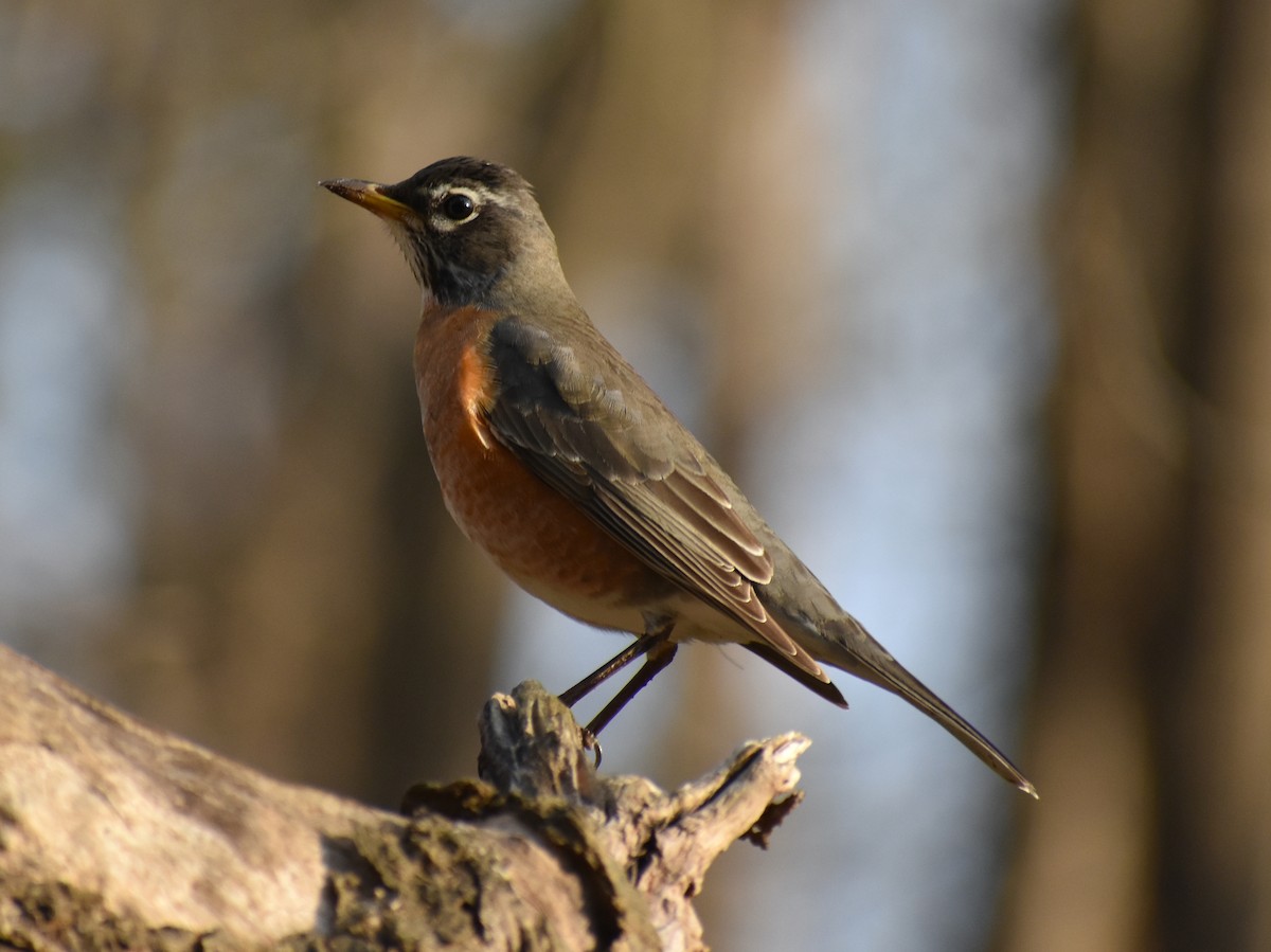 American Robin - ML539405751