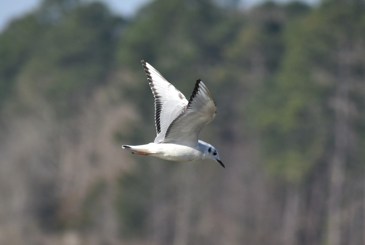 Bonaparte's Gull - ML539406501