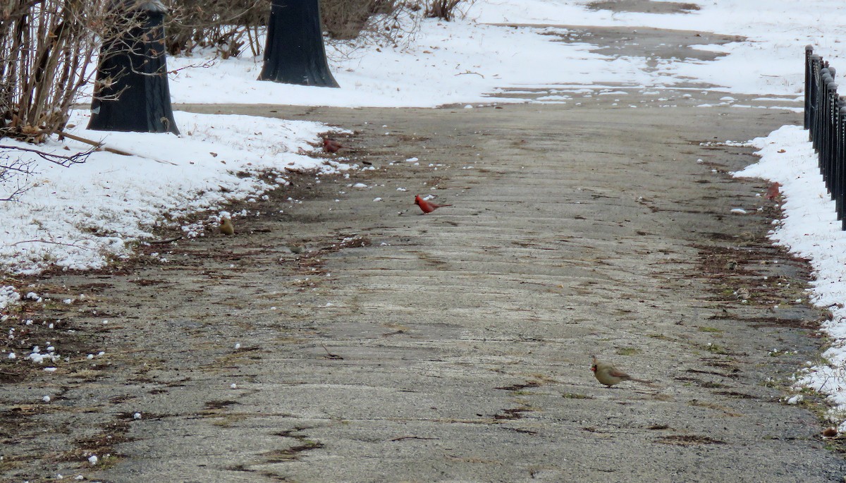 Northern Cardinal - ML539406731