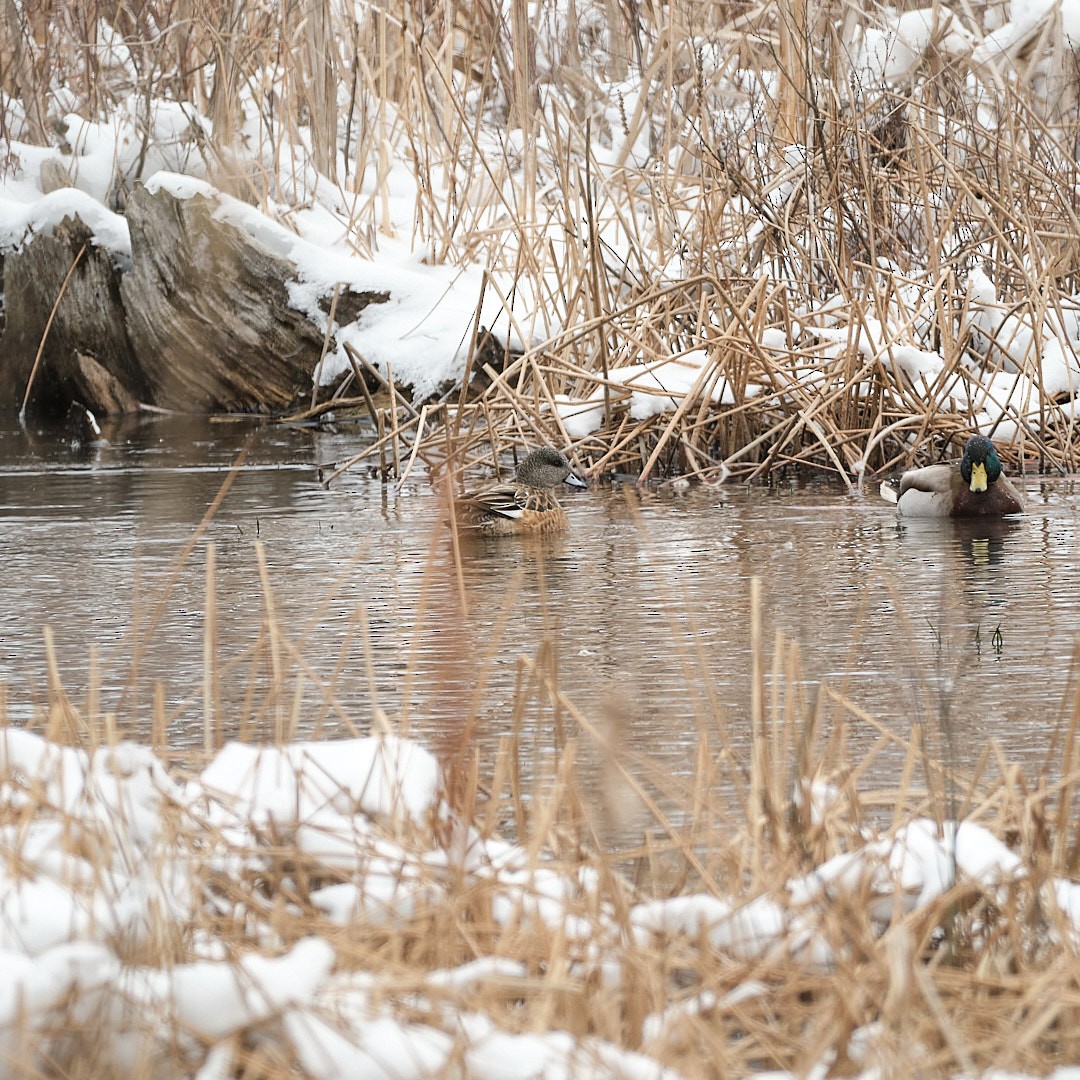 American Wigeon - Christopher McPherson