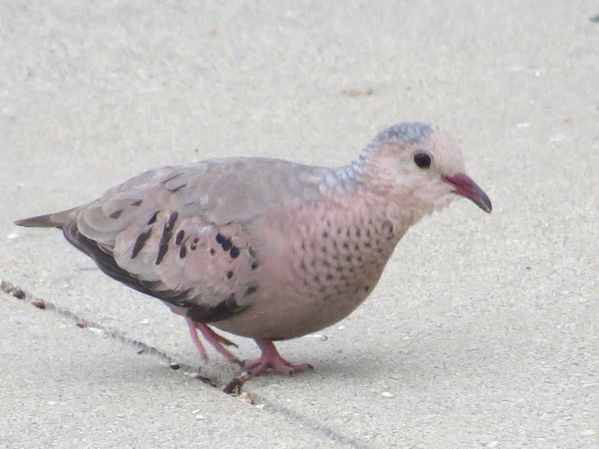 Common Ground Dove - ML53940851