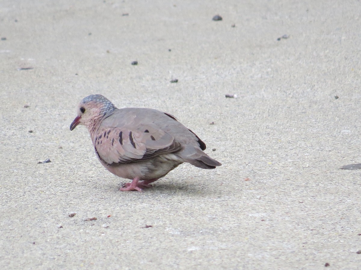 Common Ground Dove - ML53940871