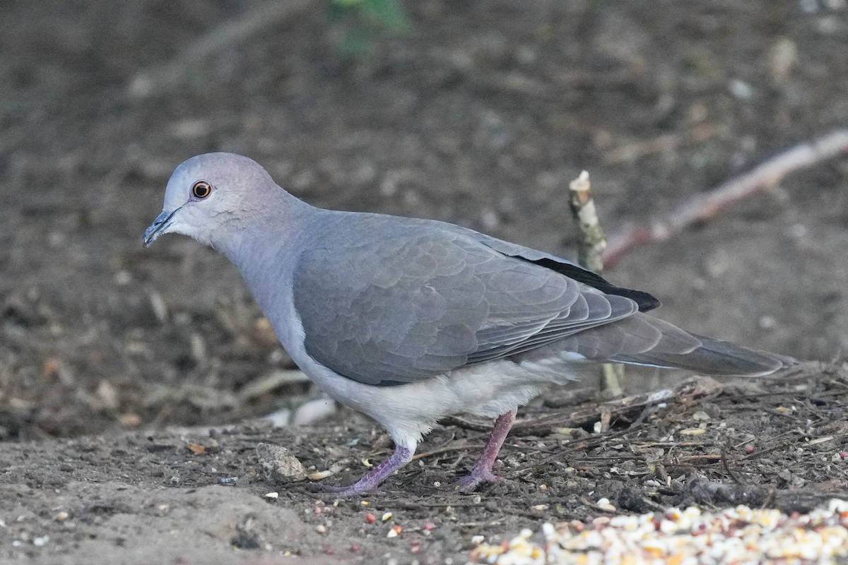 White-tipped Dove - ML539409671