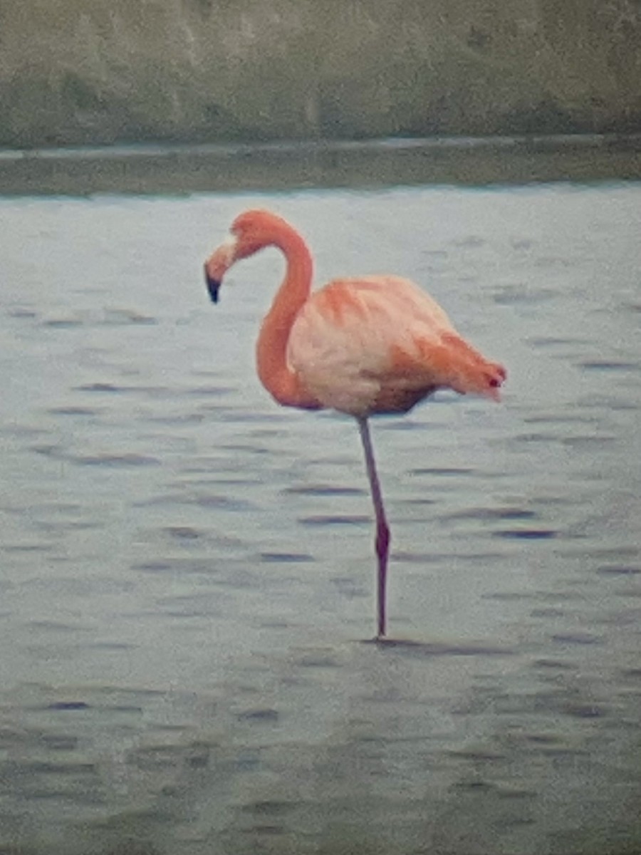 American Flamingo - ML539411401