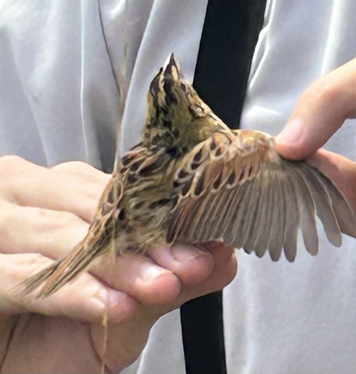 Henslow's Sparrow - ML539412131