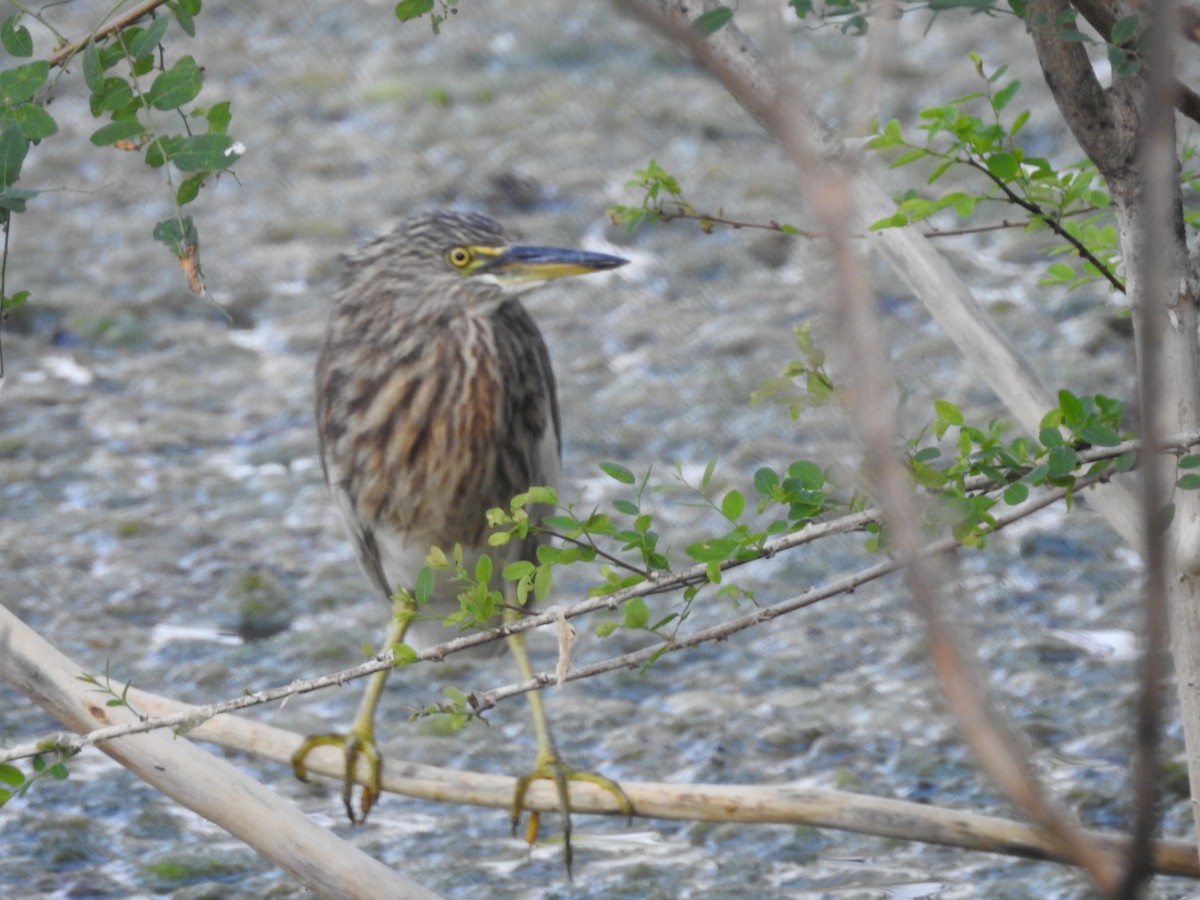 インドアカガシラサギ - ML539413361