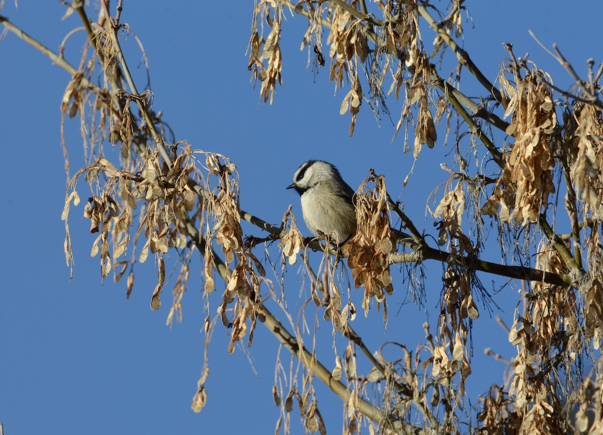 Mountain Chickadee - ML539414201