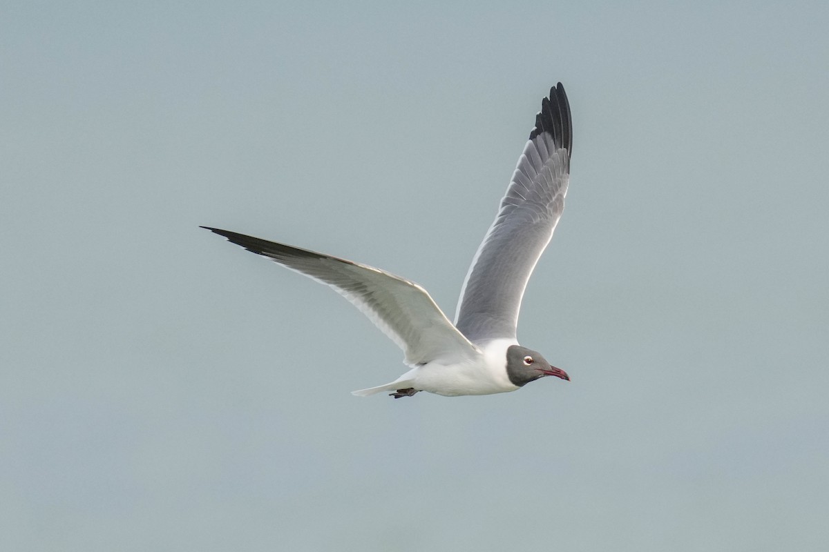 Laughing Gull - Mark Siebers