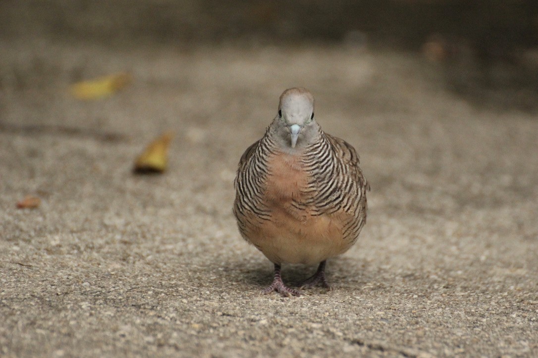 Zebra Dove - ML539414981