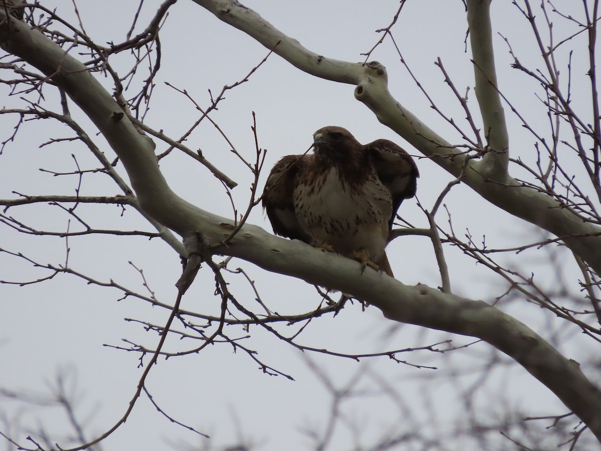 Red-tailed Hawk - ML539415371