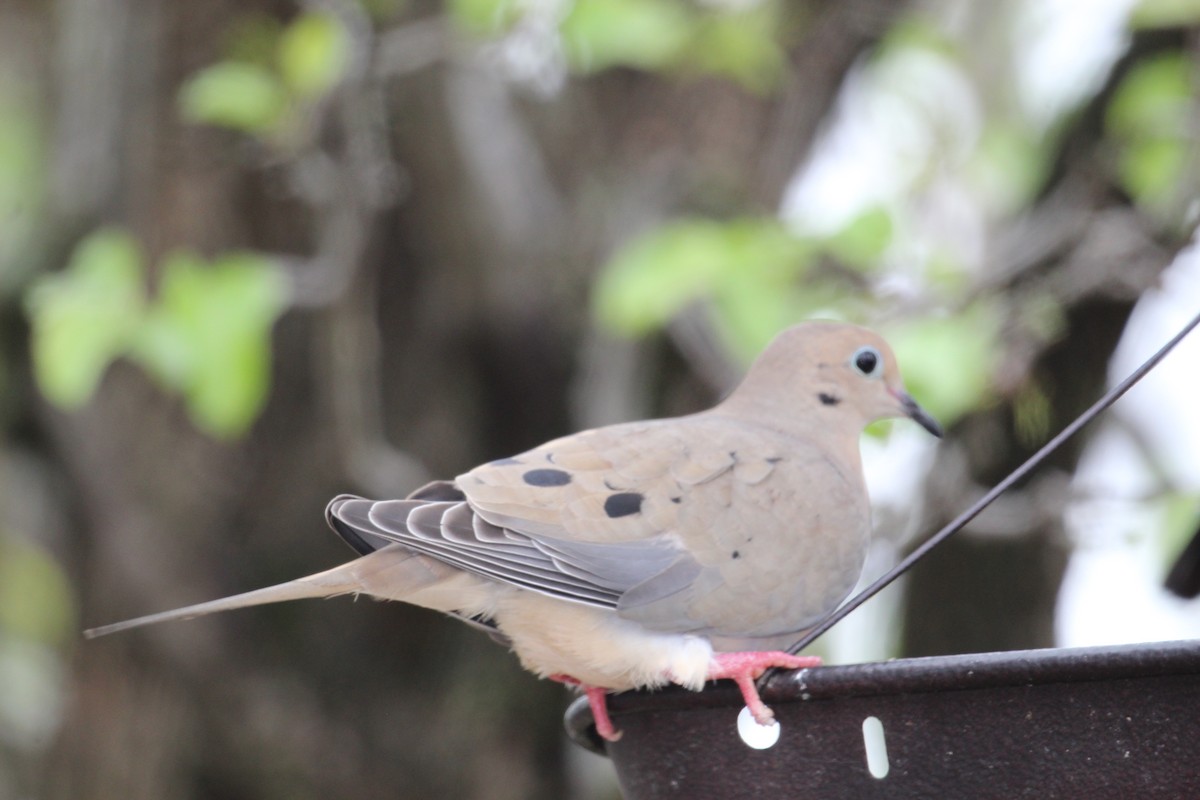 Mourning Dove - ML539416411