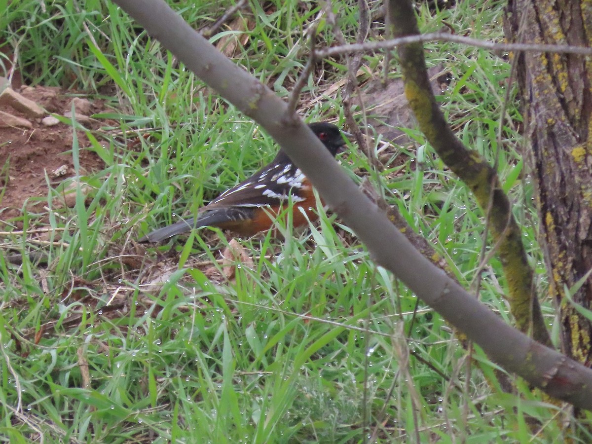 Spotted Towhee - ML539416981