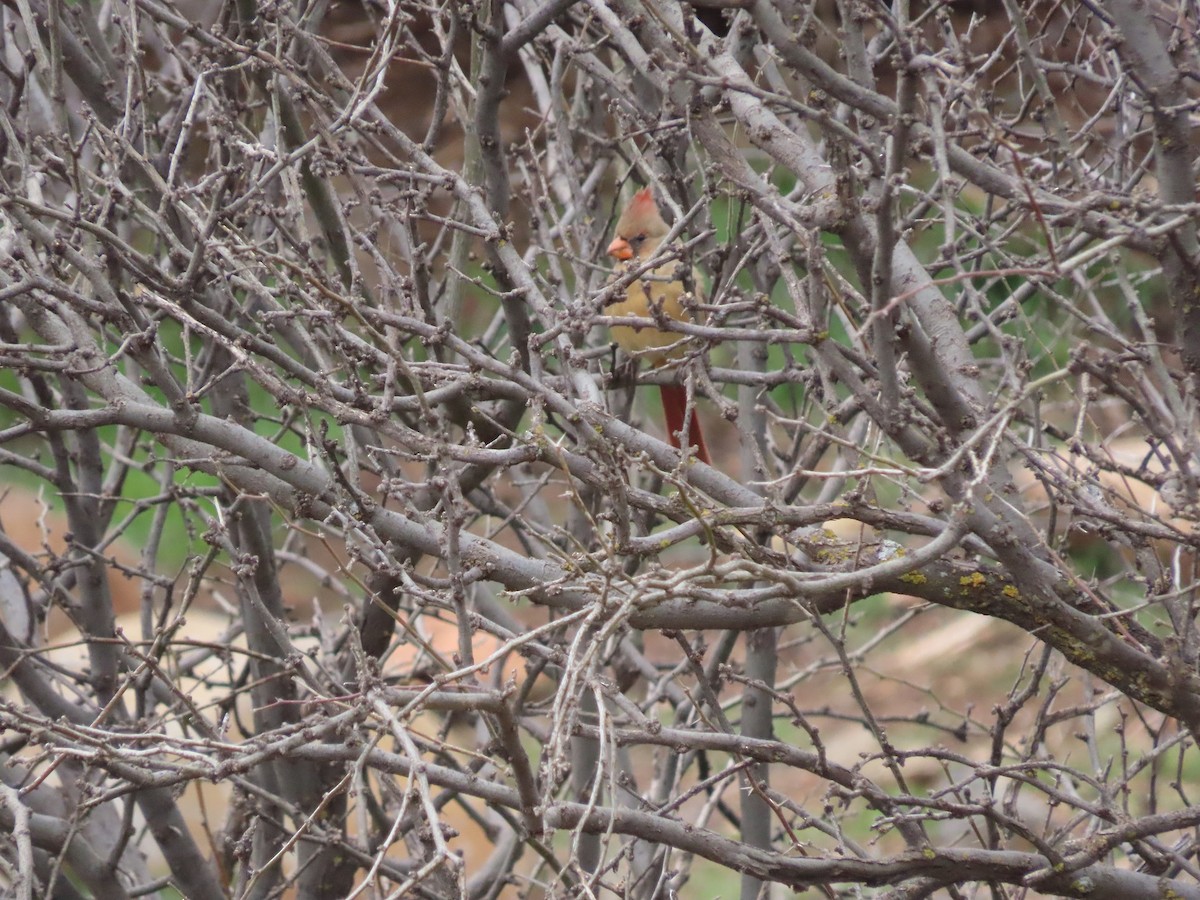 Northern Cardinal - Anne (Webster) Leight