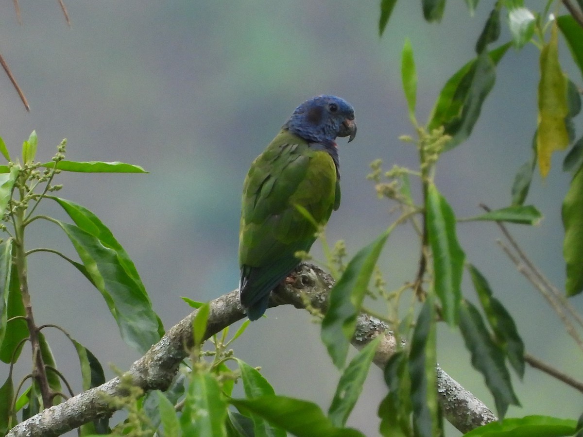 Pione à tête bleue - ML539417151