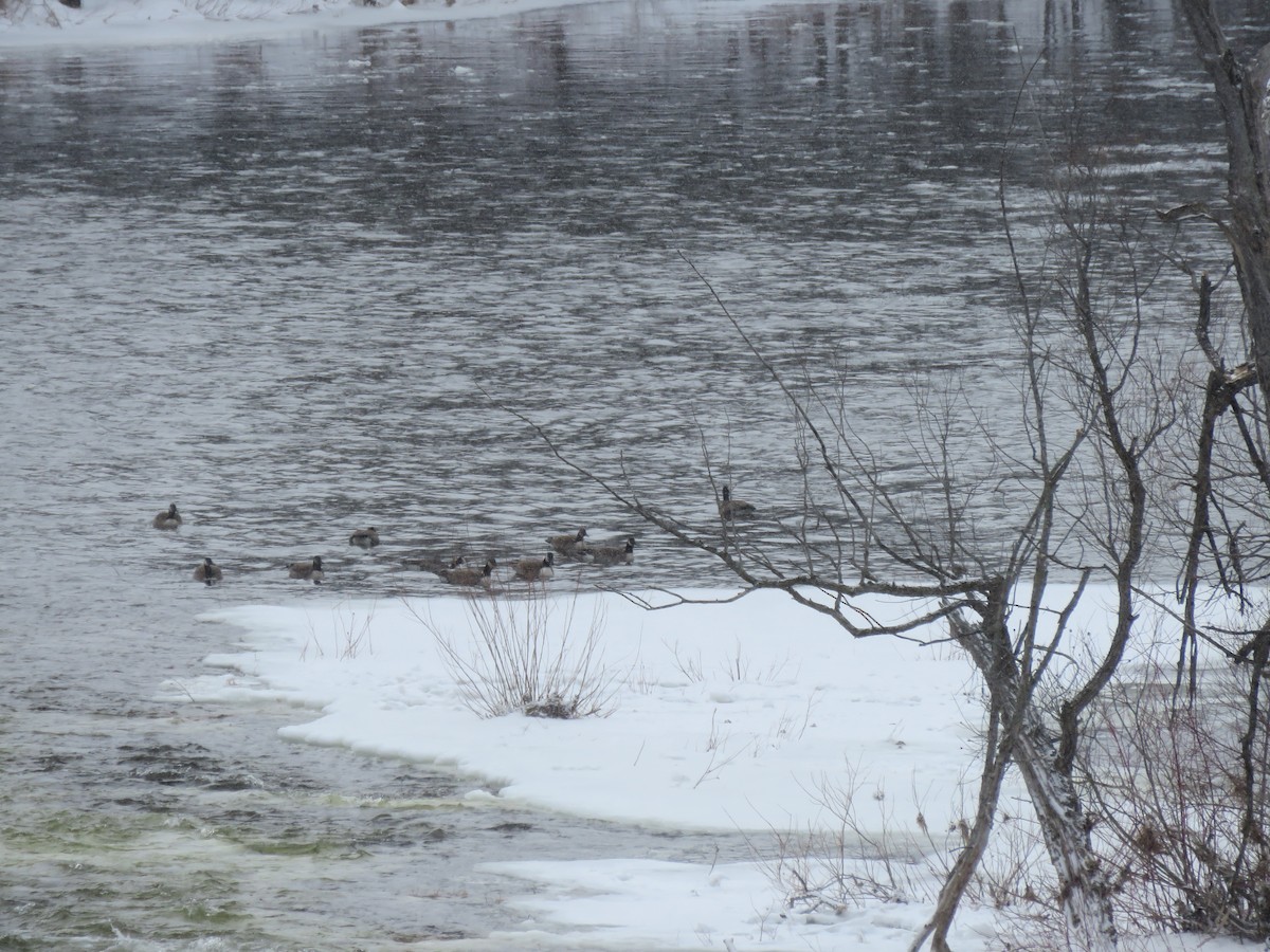 Canada Goose - ML539418101