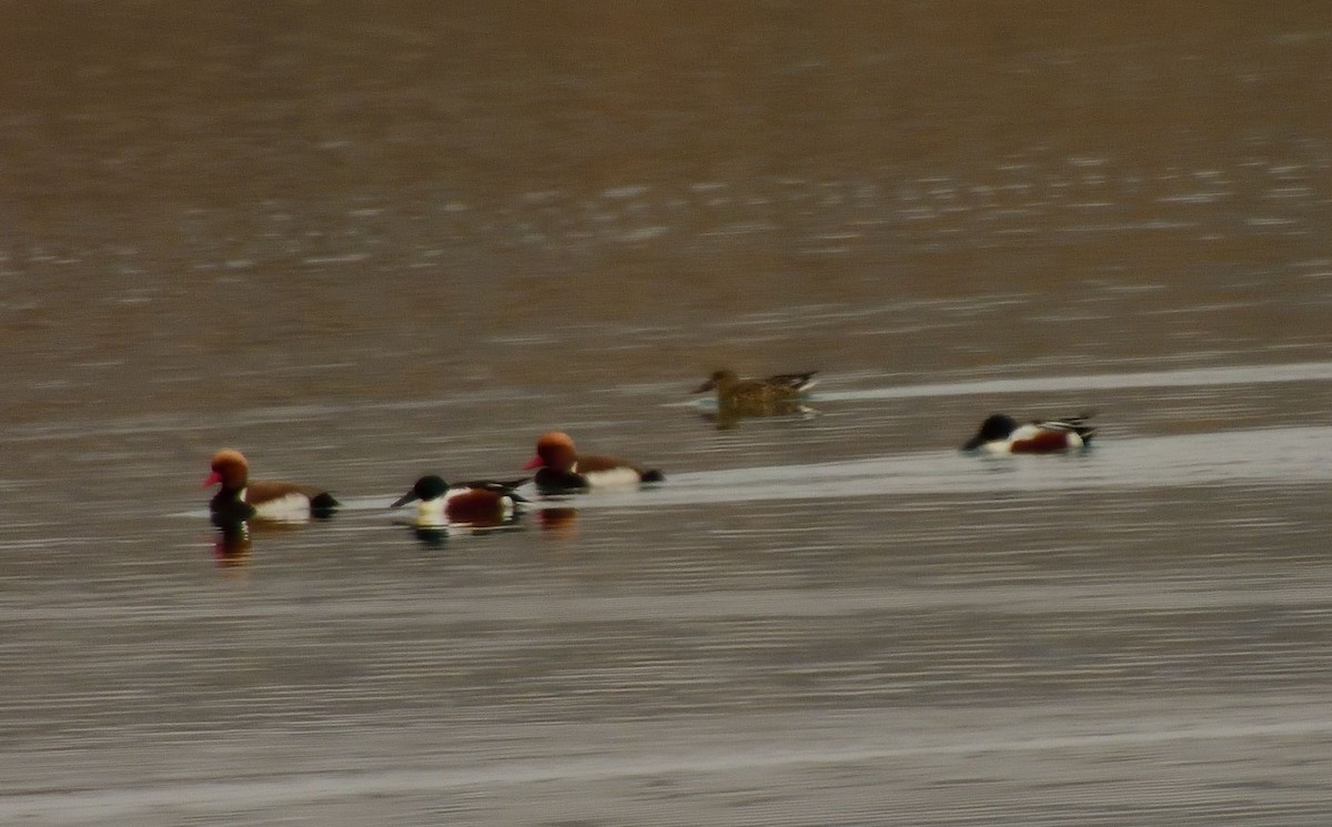 Red-crested Pochard - ML539418371