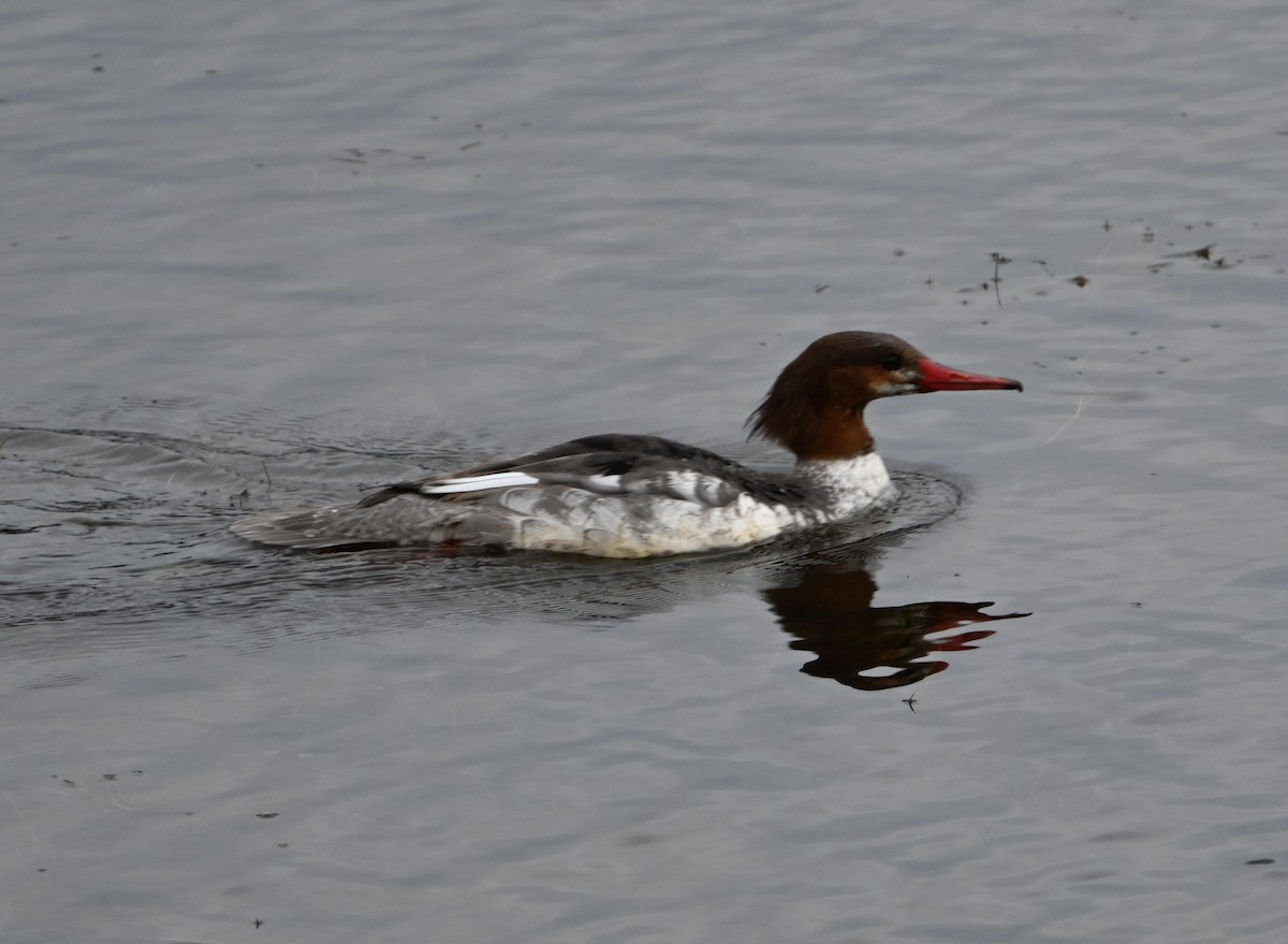 Common Merganser - ML539418381