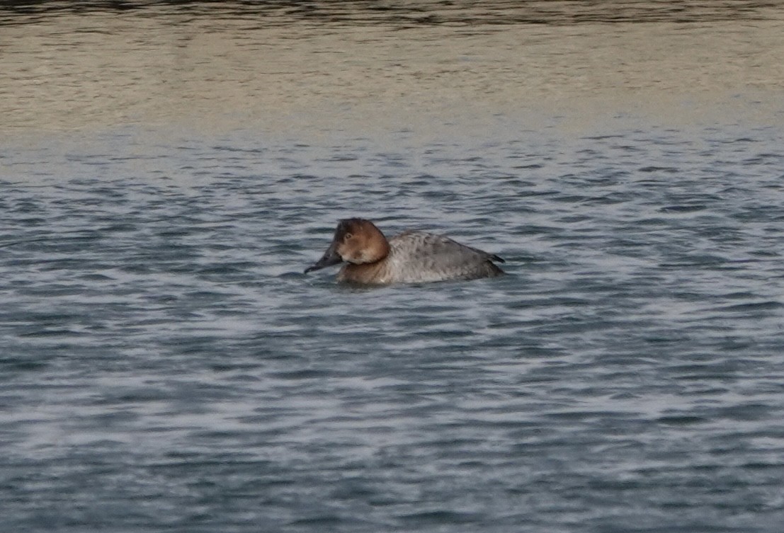 Canvasback - ML539419361