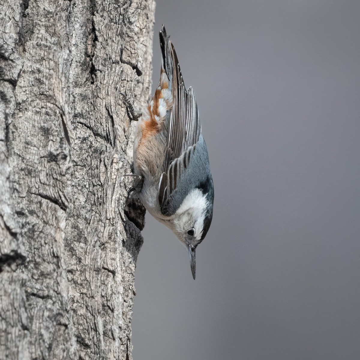 White-breasted Nuthatch - Frank Farese