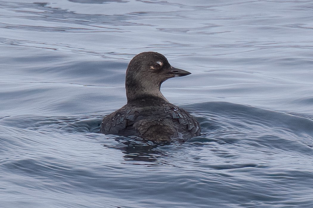 Cassin's Auklet - Linus Blomqvist