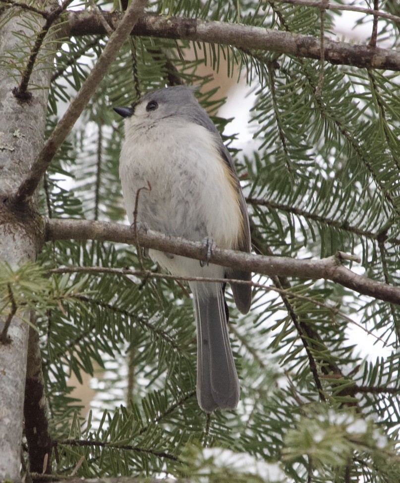 Tufted Titmouse - ML539421111