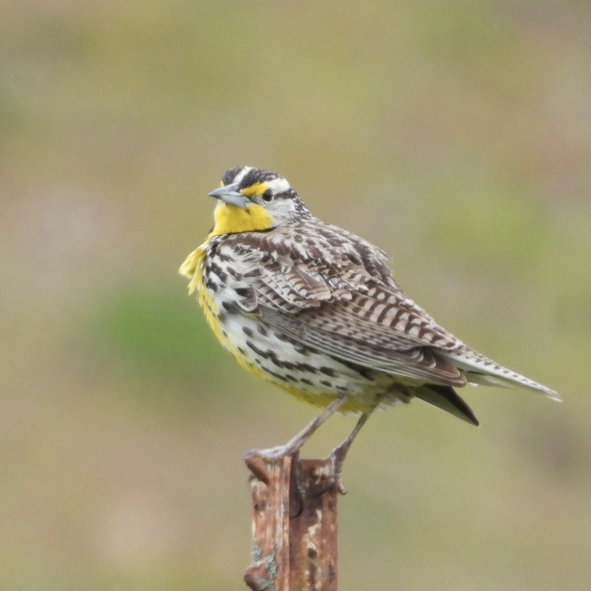 Western Meadowlark - Heather O'Connor