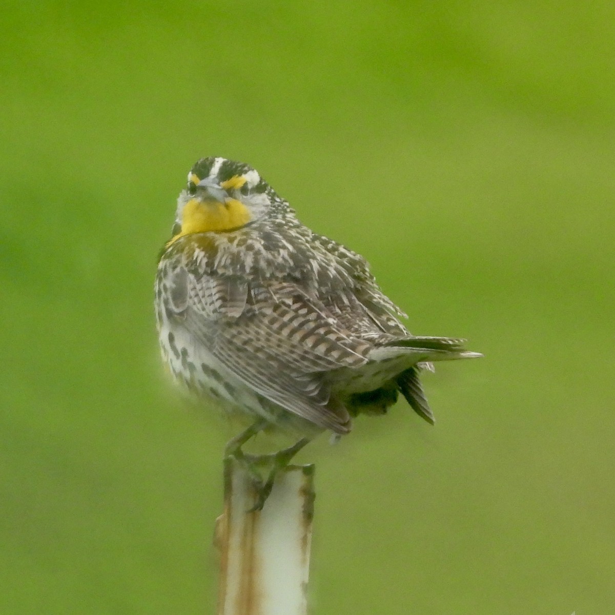 Western Meadowlark - Heather O'Connor