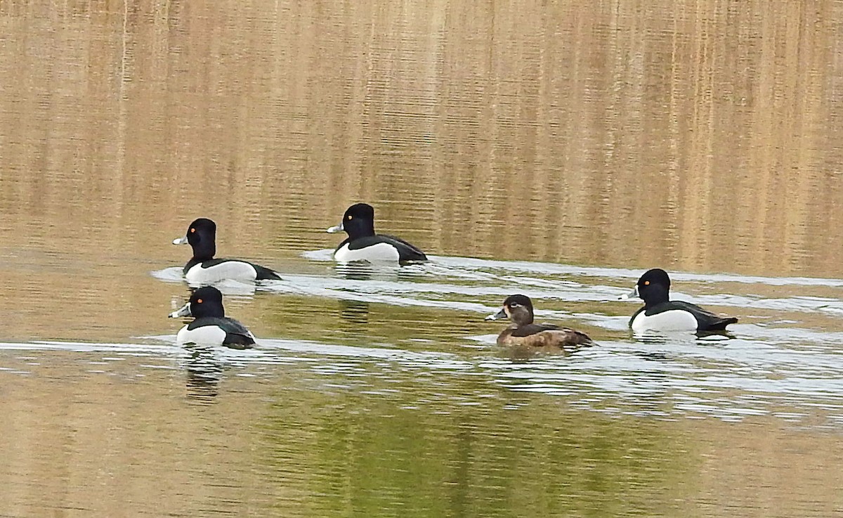 Ring-necked Duck - ML539423911