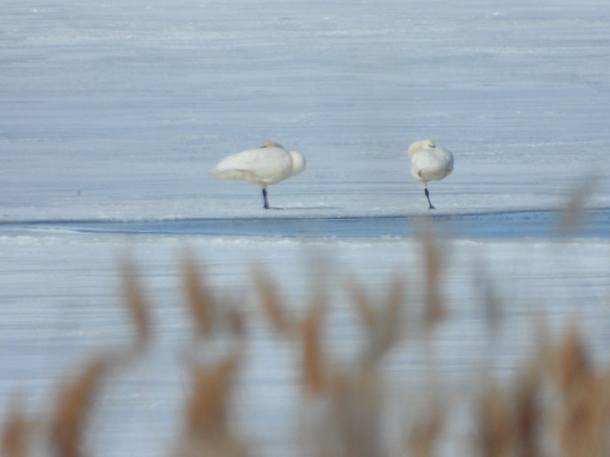 Tundra Swan - ML539424861