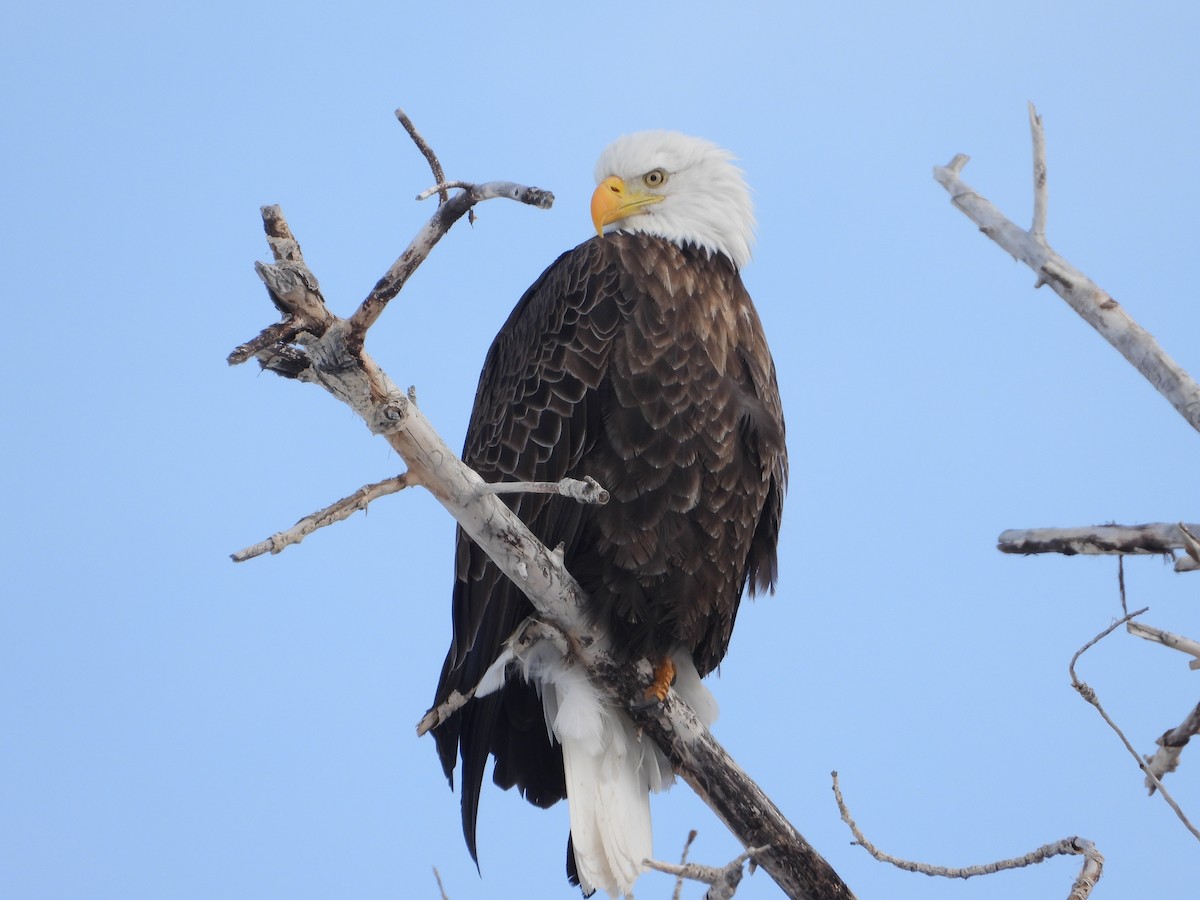 Bald Eagle - ML539425091