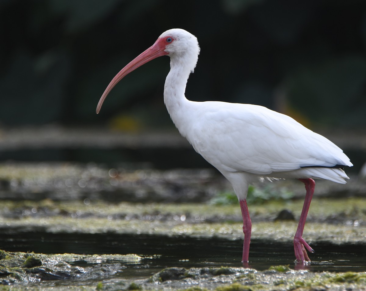 ibis bílý - ML539425241
