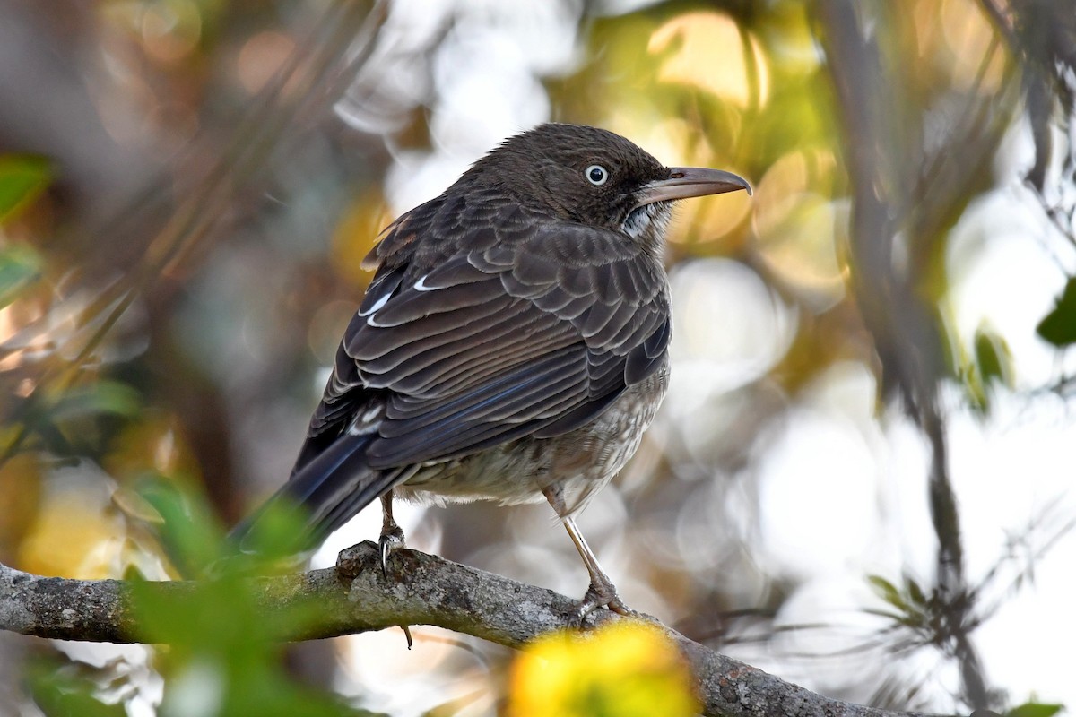 Pearly-eyed Thrasher - ML539425601