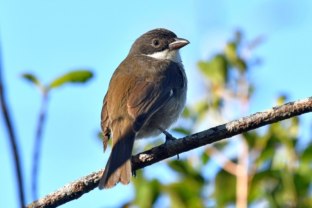 Puerto Rican Tanager - Joel Trick