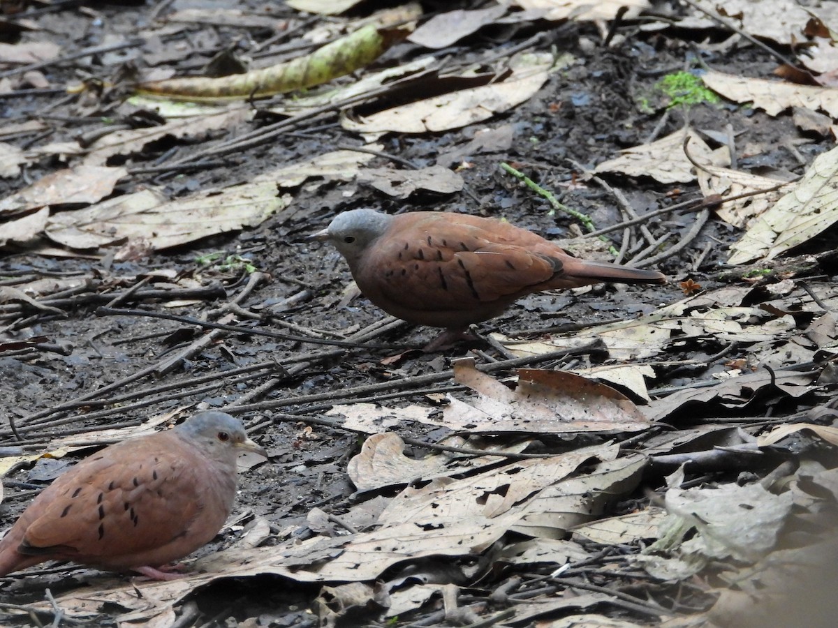 Ruddy Ground Dove - ML539426551