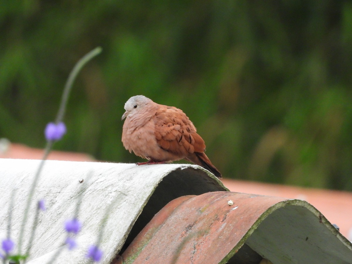 Ruddy Ground Dove - ML539426561