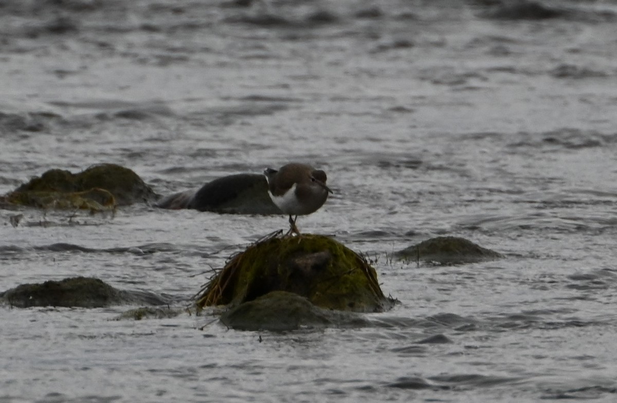 Spotted Sandpiper - ML539427311