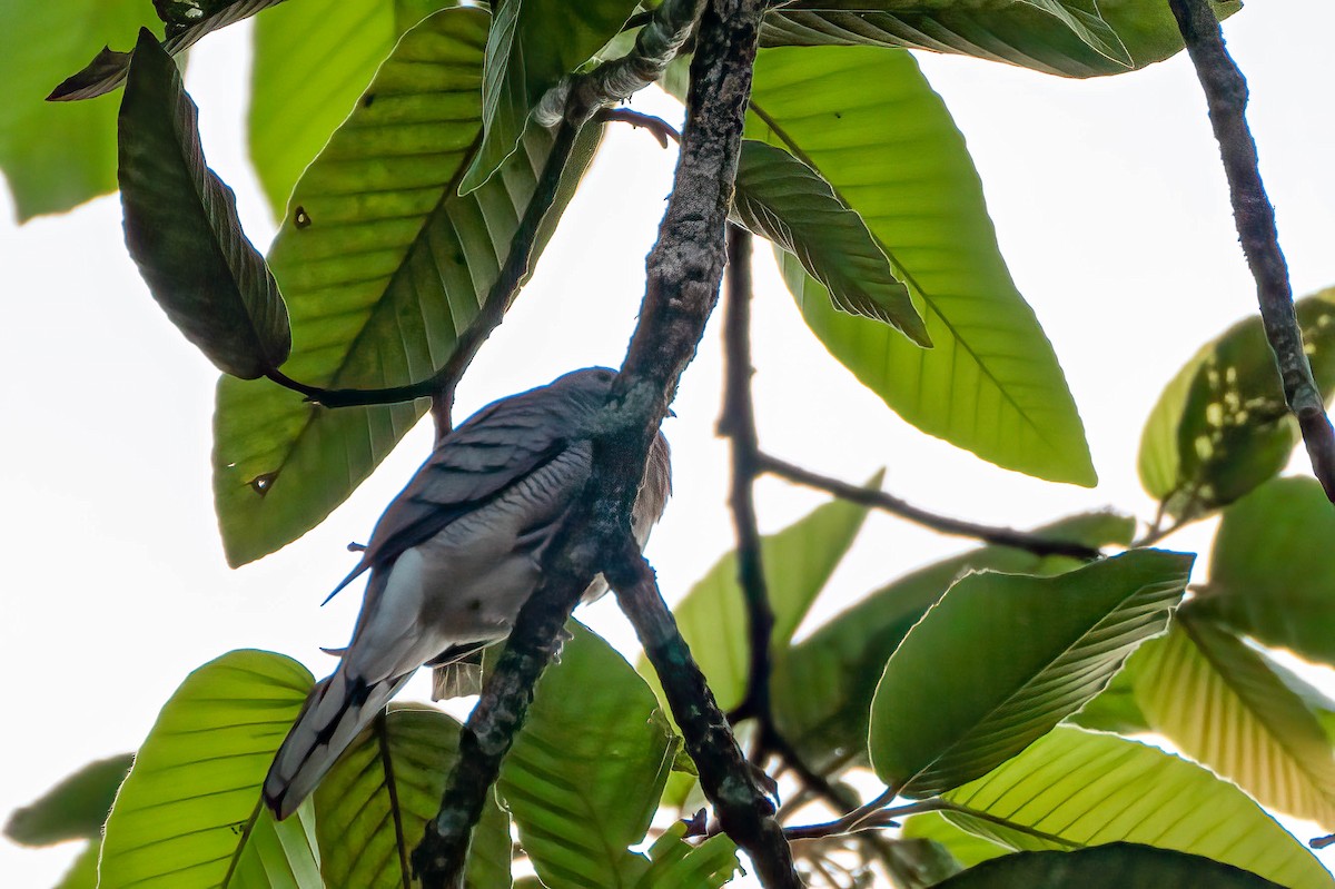 Zebra Dove - ML539427711