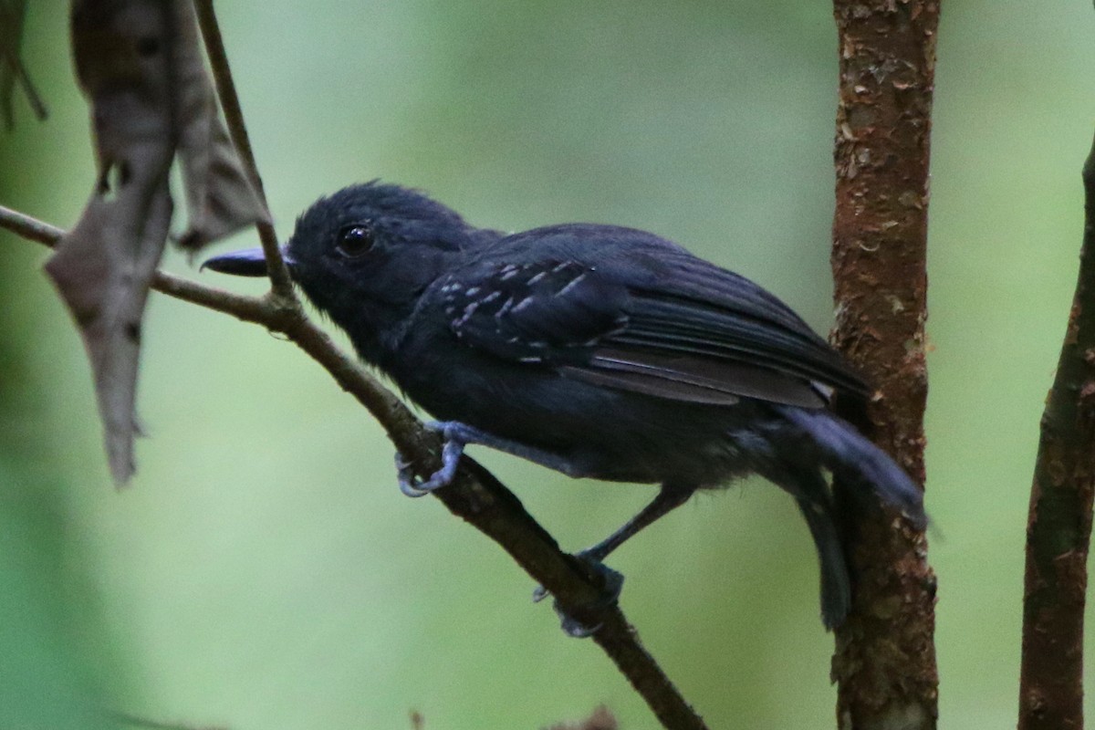 Plumbeous Antvireo - Ian Thompson