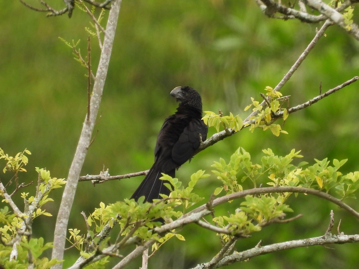 Smooth-billed Ani - ML539428511