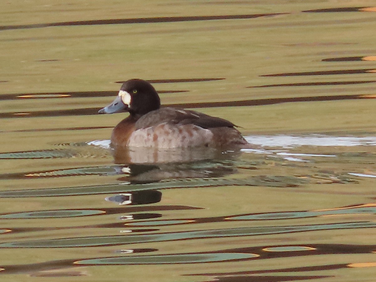 Greater Scaup - ML539428931