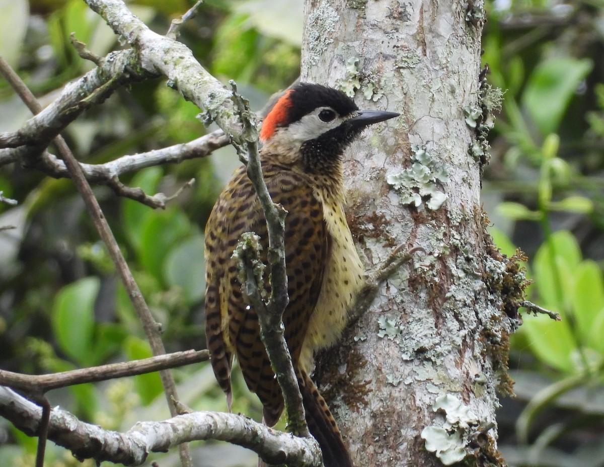 Spot-breasted Woodpecker - Bruce Taylor