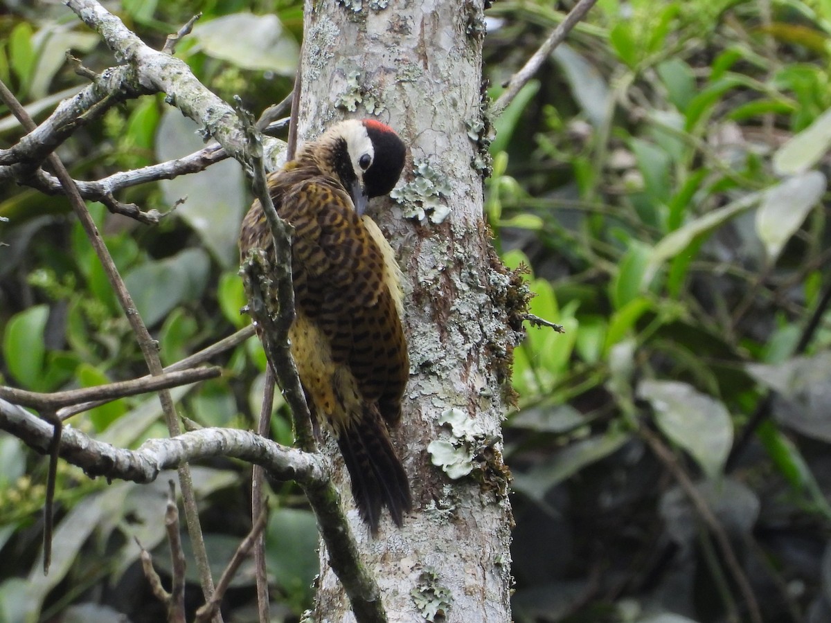 Spot-breasted Woodpecker - Bruce Taylor