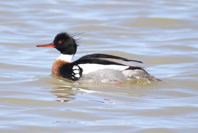 Red-breasted Merganser - ML53943021