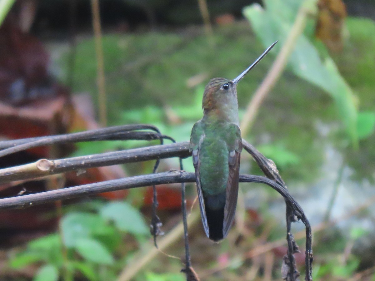 Green-fronted Lancebill - Jose Martinez De Valdenebro