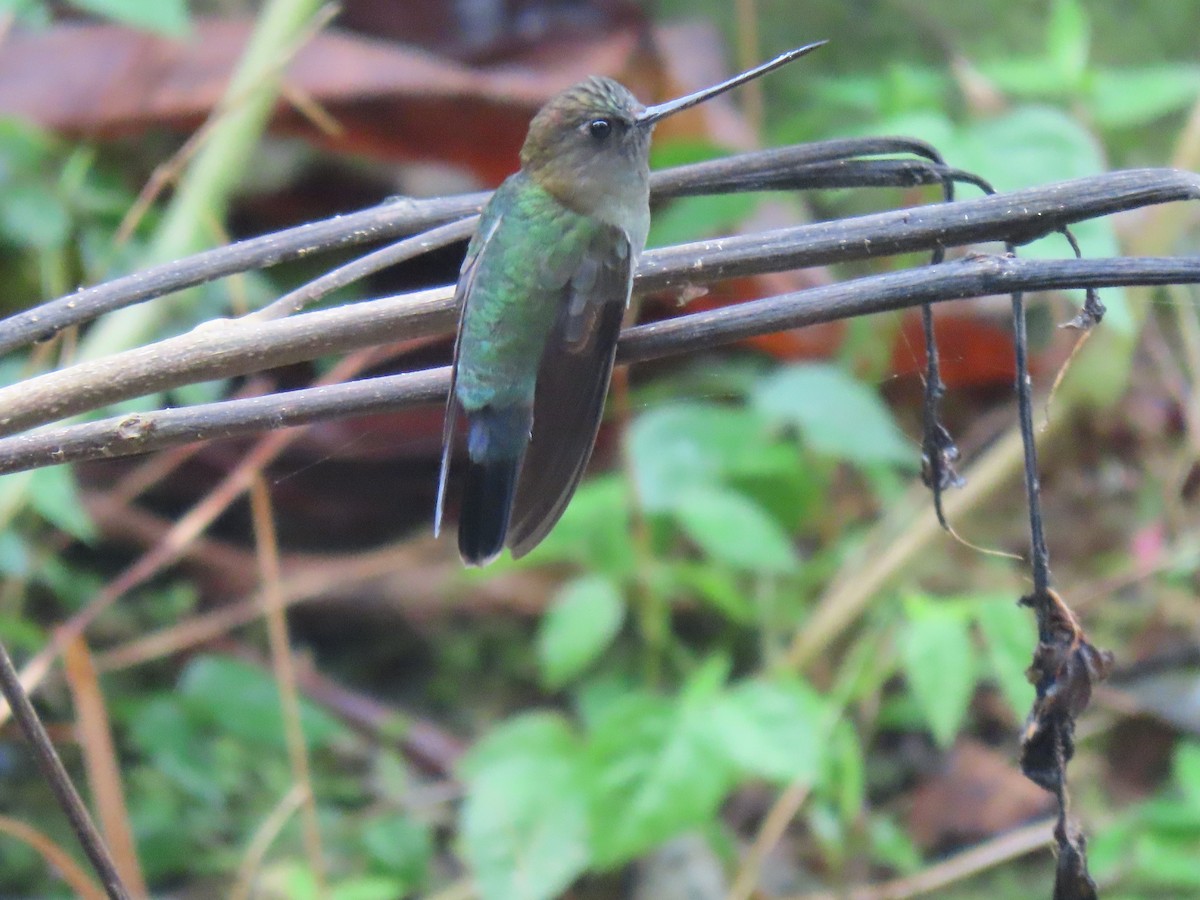 Green-fronted Lancebill - ML539431141