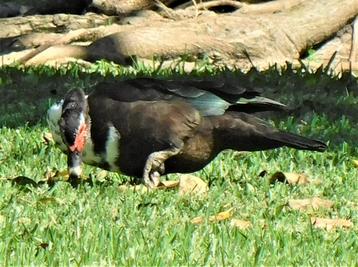 ノバリケン（家畜） - ML539432071